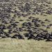 Flug in die Masai Mara