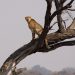 Moremi Game Reserve: Gepard ("Cheetah")