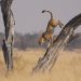 Moremi Game Reserve: Gepard ("Cheetah")