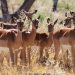 Moremi Game Reserve: Impalas