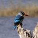 Chobe Nat. Park: Haubenzwergfischer, auch Malachiteisvogel genannt (Corythornis cristatus) am Chobe River