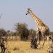 Savuti Camp Linyanti: Giraffe