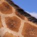 Färbung einer Rothschild-Giraffe