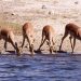 Chobe Nat. Park: Impalas am Chobe River