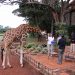 Das Giraffe Manor beherbergt mehrere Rothschild-Giraffen