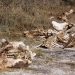 Moremi Game Reserve: Elefantenskelett