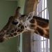 Giraffe Manor: Auch Giraffen wollen ihr Frühstück