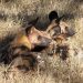 Moremi Game Reserve: Afrikanische Wildhunde