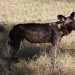 Moremi Game Reserve: Afrikanischer Wildhund