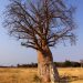 Okavango: Baobab