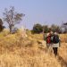 Okavango: Fußsafari
