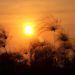 Okavango: Sonnenaufgang im Delta am 29.07.2011, 07:25 Uhr