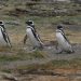 Die Kolonie der Magellan-Pinguine am Otway Sound (22.12.2006)
