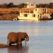 Chobe Nat. Park: Elefanten im Chobe River