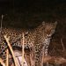 Chobe Nat. Park: Leopard nach erfolgreicher Jagd am 30.07.2011, 18:30 Uhr