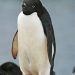 Adeliepinguin