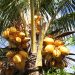 La Digue: Eine Kokosplame im Garten der Domaine L´Orangeraie