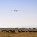 Anflug auf die Serengeti: Vor der Landung musste die Piste frei geräumt werden.