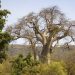 Baobab [Affenbrotbaum (Adansonia digitata)]