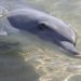 Halbzahme Delphine finden sich zweimal täglich zur Fütterung ein