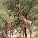 Massaigiraffen (Giraffa camelopardis tippelskirchi)