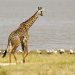 Massaigiraffe (Giraffa camelopardis tippelskirchi)