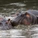 Flusspferde (Hippopotamus amphibius)