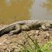 Krokodil (Crocodylus niloticus) am Ufer des Grumeti River