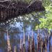 Mahé: Mangroven an der Anse L´Islette