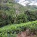 Mahé: Tee Plantage am Chemin Foret Noire