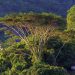 Mahé: Blick in den Regenwald