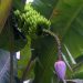 Mahé: Jardin du Roi - Bananenpflanze mit Blüte und Früchten