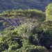 Mahé: Constance Ephelia Resort mit Blick auf den Urwald