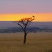 Sonnenaufgang in der Mara