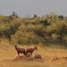 Mara Serena Lodge: Tsessebe Antilope
