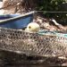 Praslin: Fischreuse an der Anse Bois de Rose
