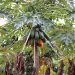 Praslin: Papayabaum an der Baie Ste. Anne