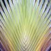 Praslin: Ausschnittvergrößerung einer Palme