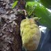 Praslin: Vallée de Mai - Jackfrucht