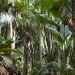 Praslin: Vallée de Mai