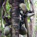 Praslin: Vallée de Mai - Coco de Mer (weibliche Pflanze)