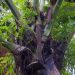 Praslin: Vallée de Mai - Coco de Mer (männliche Pflanze)