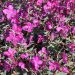 Die Nationalblume Grönlands: das Arktische Weidenröschen (Niviarsiaq)