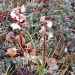 Wintergrün [Pyrola grandiflora (Aningaasat) - ein Heidekraut]
