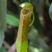 Permai Rainforest: Kannenpflanze