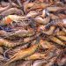 Lachau (Fisch-) Markt: Garnelen