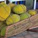 Lachau Markt: Durian Frucht
