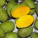 Lachau Markt: Mango