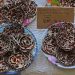 Lachau Markt: Sarang Semut Pflanze (Myrmecodya pendens [Ameisennest; eine Medizinpflanze])