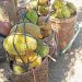 Durian - Verkauf am Straßenrand